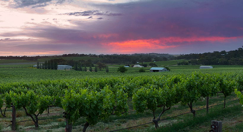 Hayes Family Wines Sunset and Vines